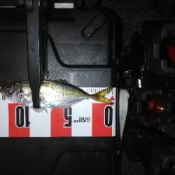 アジ探し南港。撃沈。