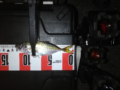 アジ探し南港。撃沈。