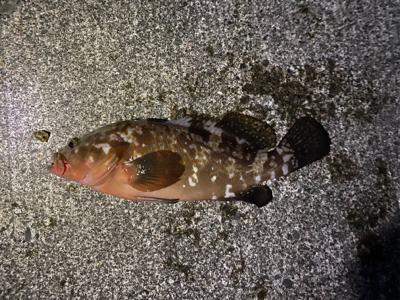 今期最大サイズ