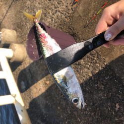 サビキで鯖