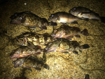 メバリング　ロックフィッシュ