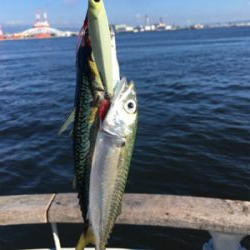 朝イチ小鯖祭り。。少しだけ中サバ。