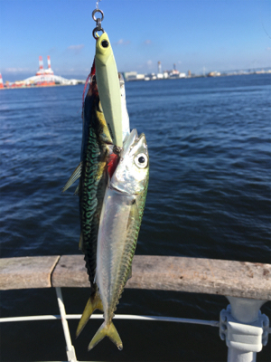 朝イチ小鯖祭り。。少しだけ中サバ。