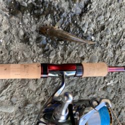 ハゼと手長エビ