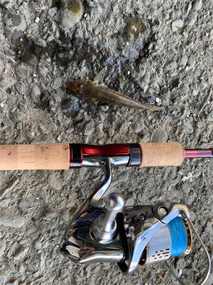 ハゼと手長エビ