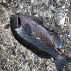 グレ釣りのつもりが..