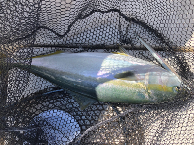 オフショアジギング