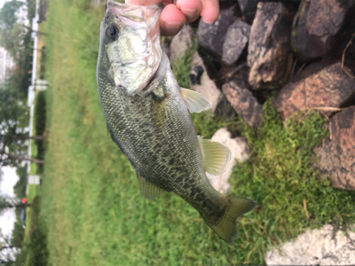 琵琶湖デビュー