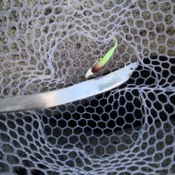 ワインドはワンチャンス