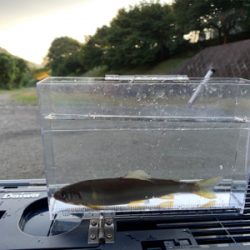 美山今シーズンラスト釣行