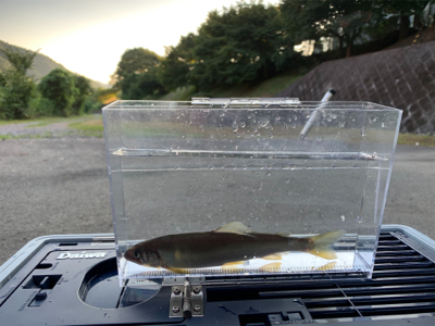 美山今シーズンラスト釣行