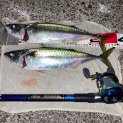 アジ・サバ祭り