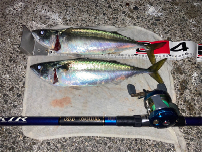 アジ・サバ祭り