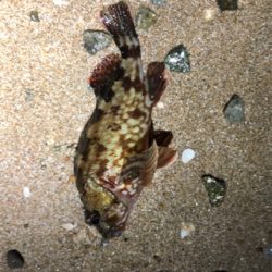 サーフガッシー