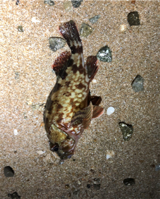 サーフガッシー