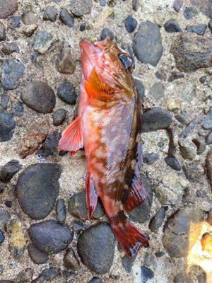 深日港(穴釣り)