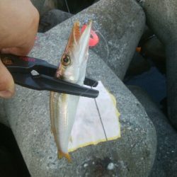 アオリイカ3杯!カマス8匹!キジハタ4匹!