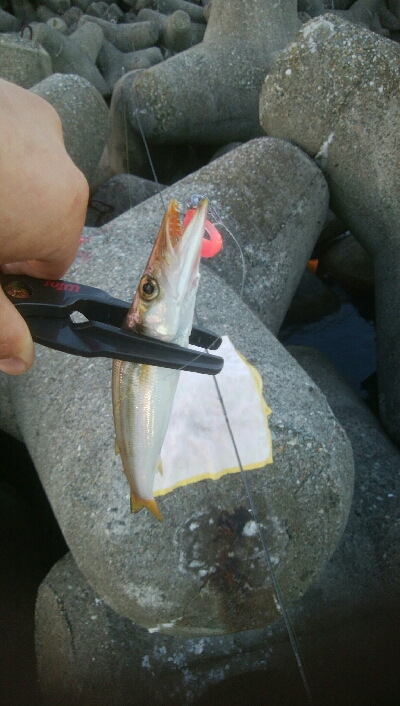 アオリイカ3杯!カマス8匹!キジハタ4匹!