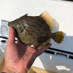 毎投当たりあり!沖の北 カワハギ爆釣果