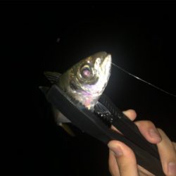 アジング好調キープ