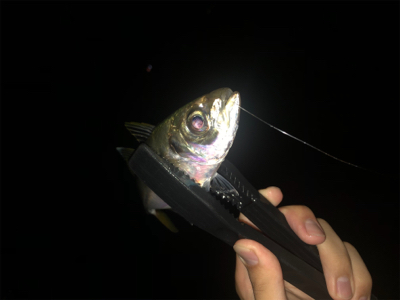 アジング好調キープ