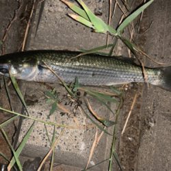 シーバスポーズ