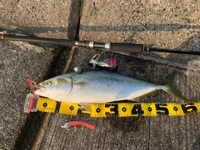 メジロ　神戸和田防新波止