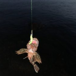 フロート　ガシリング&ベリング