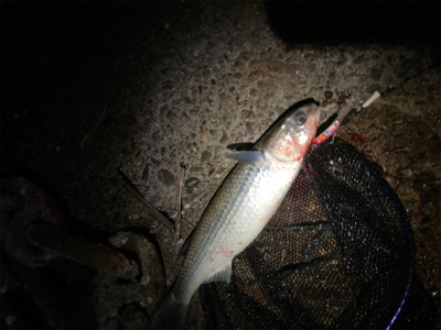 イイ引きで楽しめました！