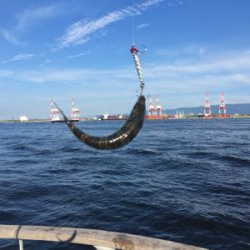 鯖祭らず。。小鯖のみ。。。