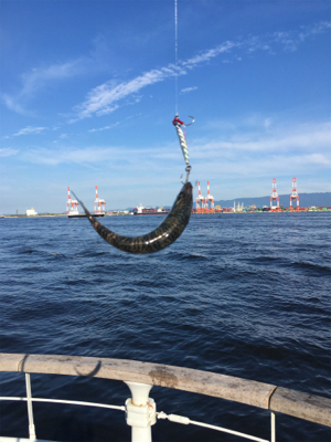 鯖祭らず。。小鯖のみ。。。