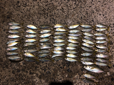 小アジ入れ食い