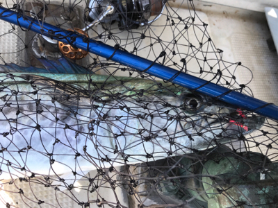 テンヤとジギング