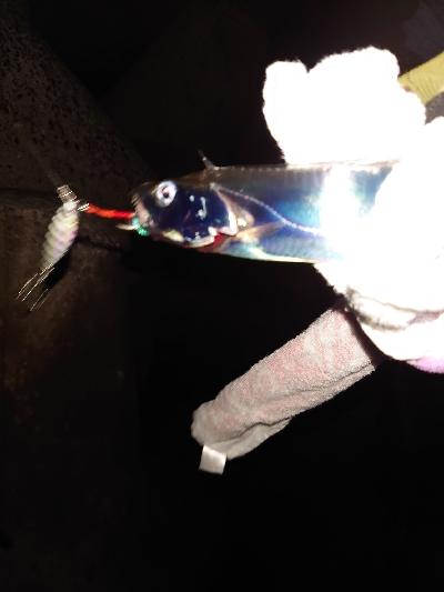 今シーズン初タチウオ