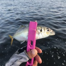 コスモスクエア釣果