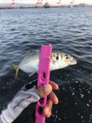 コスモスクエア釣果