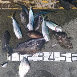 8/1釣果ツバス大漁尺アジチヌバリグレヘダイ