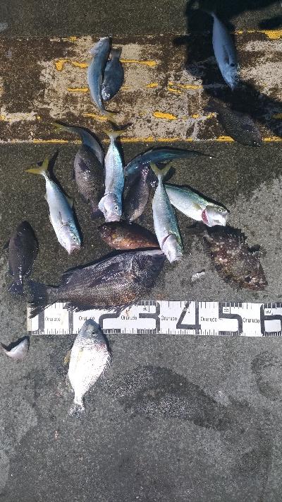 8/1釣果ツバス大漁尺アジチヌバリグレヘダ…