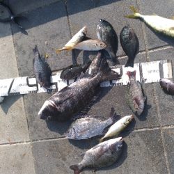 8/9釣果チヌグレデカアジ