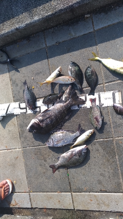 8/9釣果チヌグレデカアジ