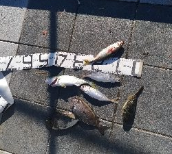 8/15釣果☆花火大会☆バリアジツバス