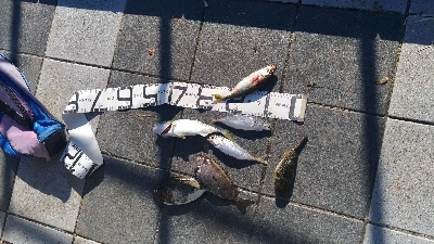 8/15釣果☆花火大会☆バリアジツバス