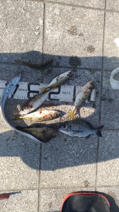 8/30釣果タチウオチヌデカアジメバル