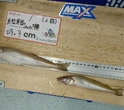 夕マズメに何とか良型キス!キスダービー久々のエントリー!