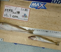 夕マズメに何とか良型キス!キスダービー久々のエントリー!