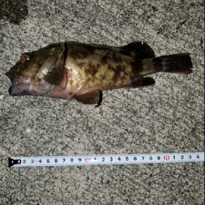 根魚楽しいヽ(・∀・)ノ！