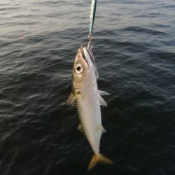 サバとえんぴつサヨリ