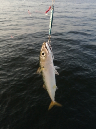 サバとえんぴつサヨリ