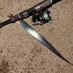 今シーズン初陣