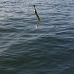 初めてのサヨリ釣り